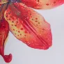 color display image