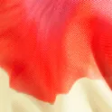 color display image