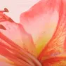 color display image